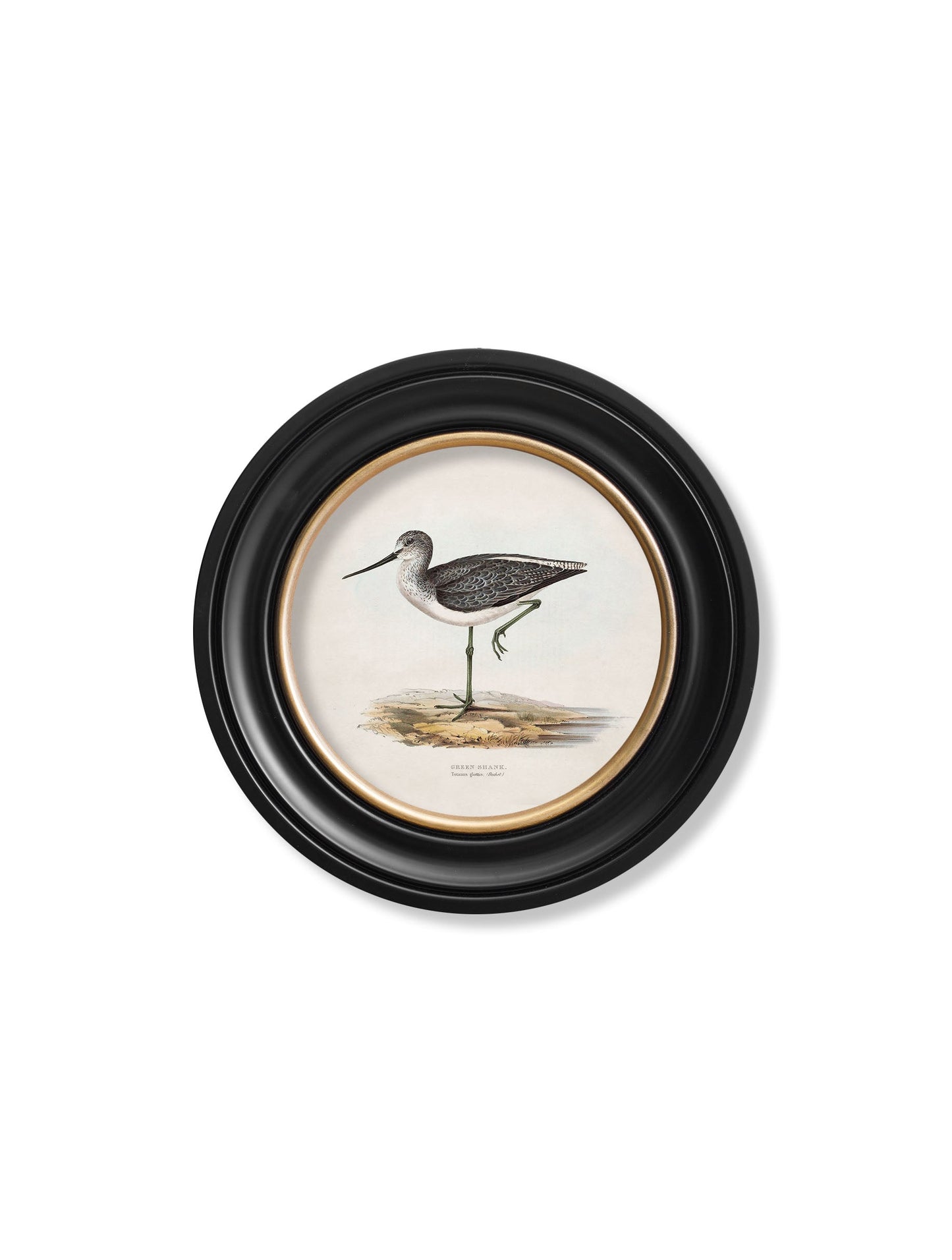 c.1837's British Coastal Birds – Round styled view – Leya Buster Interiors
