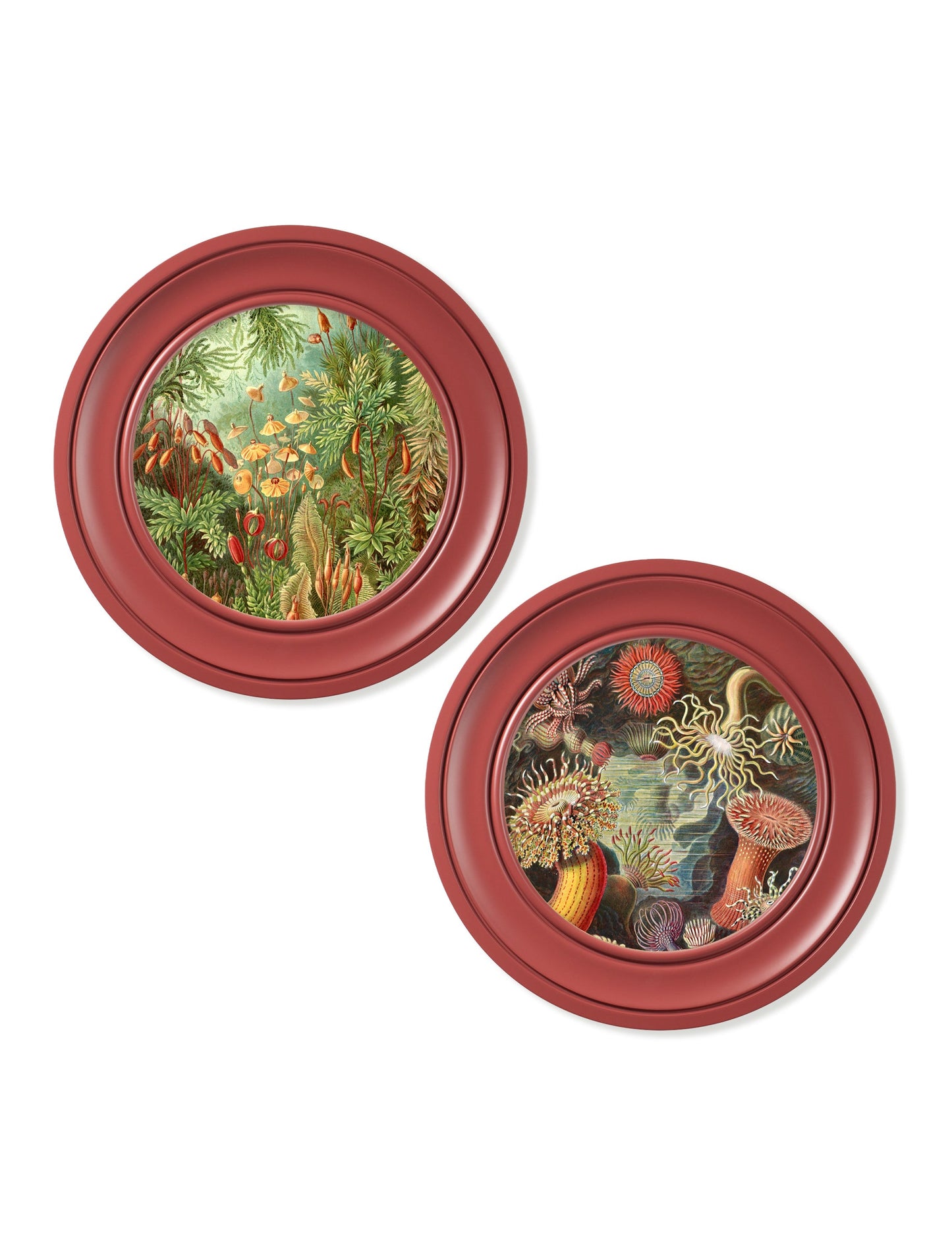 c.1904 Haeckel Flora and Fauna – Round Frames Red – framed wall art at Leya Buster Interiors