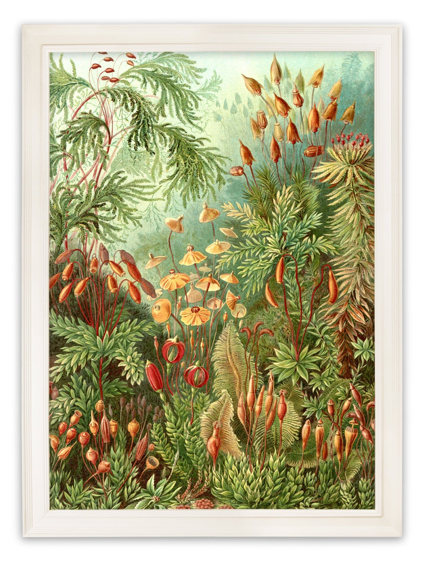 C.1904 Study Of Ferns Print styled view – Leya Buster Interiors
