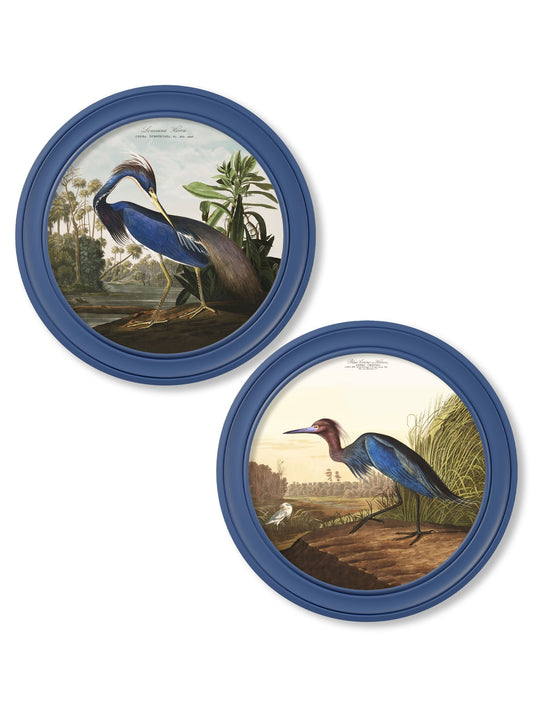 c.1838 Audubon's Louisana Heron in Blue Frame – framed wall art at Leya Buster Interiors