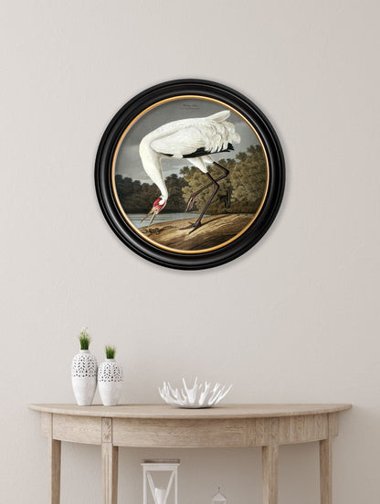 c.1838 Hooping Crane in Round Frame – framed wall art at Leya Buster Interiors