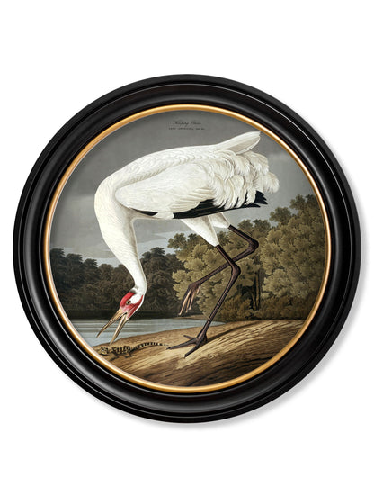 c.1838 Hooping Crane in Round Frame detail – Leya Buster Interiors