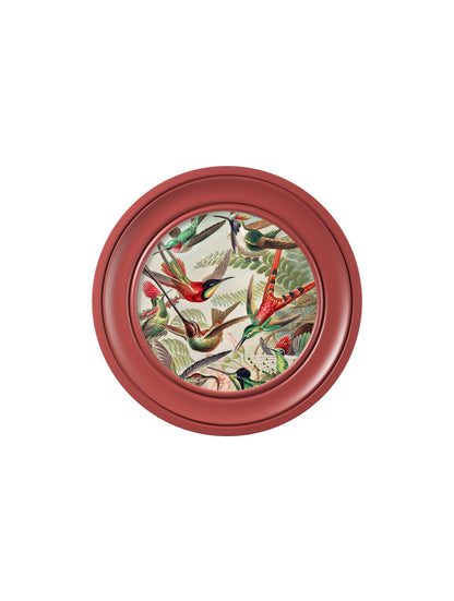 c.1904 Haeckel Hummingbirds – Red Frame – framed wall art at Leya Buster Interiors