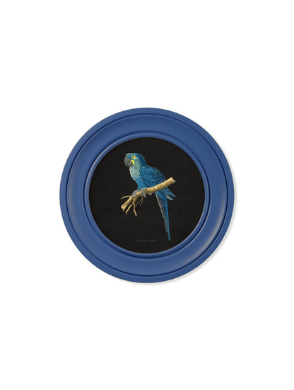 C.1884 Collection of Macaws in Round Frames Blue styled view – Leya Buster Interiors