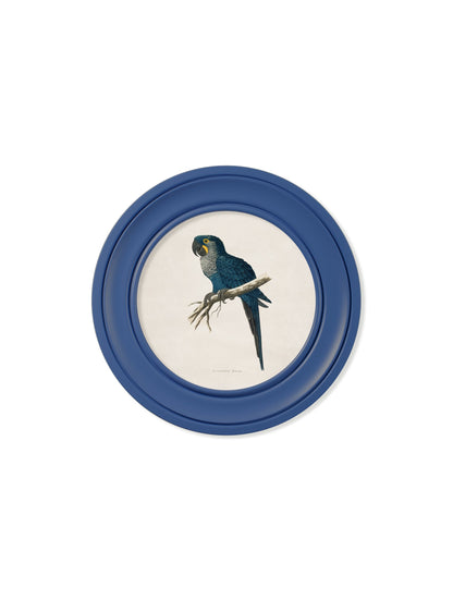 C.1884 Collection of Macaws in Round Frames Blue styled view – Leya Buster Interiors