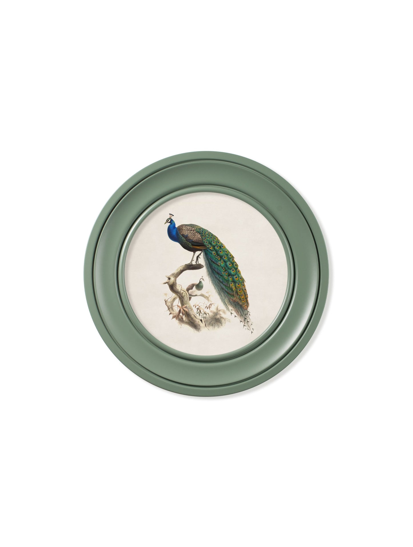 c.1800s Peacock in Green Round Frame – framed wall art at Leya Buster Interiors