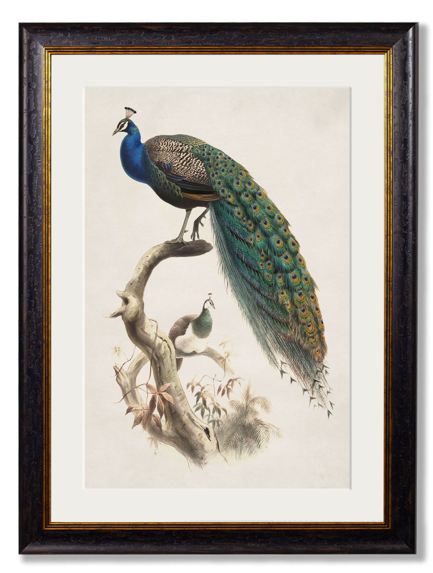 c.1800's Indian Blue Peacock detail – Leya Buster Interiors