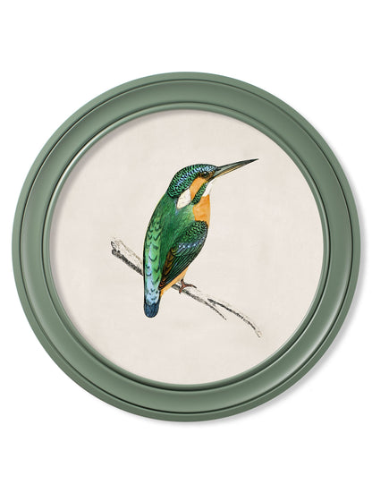 c.1870 Kingfisher and Bee Eater – Round Frame Green styled view – Leya Buster Interiors