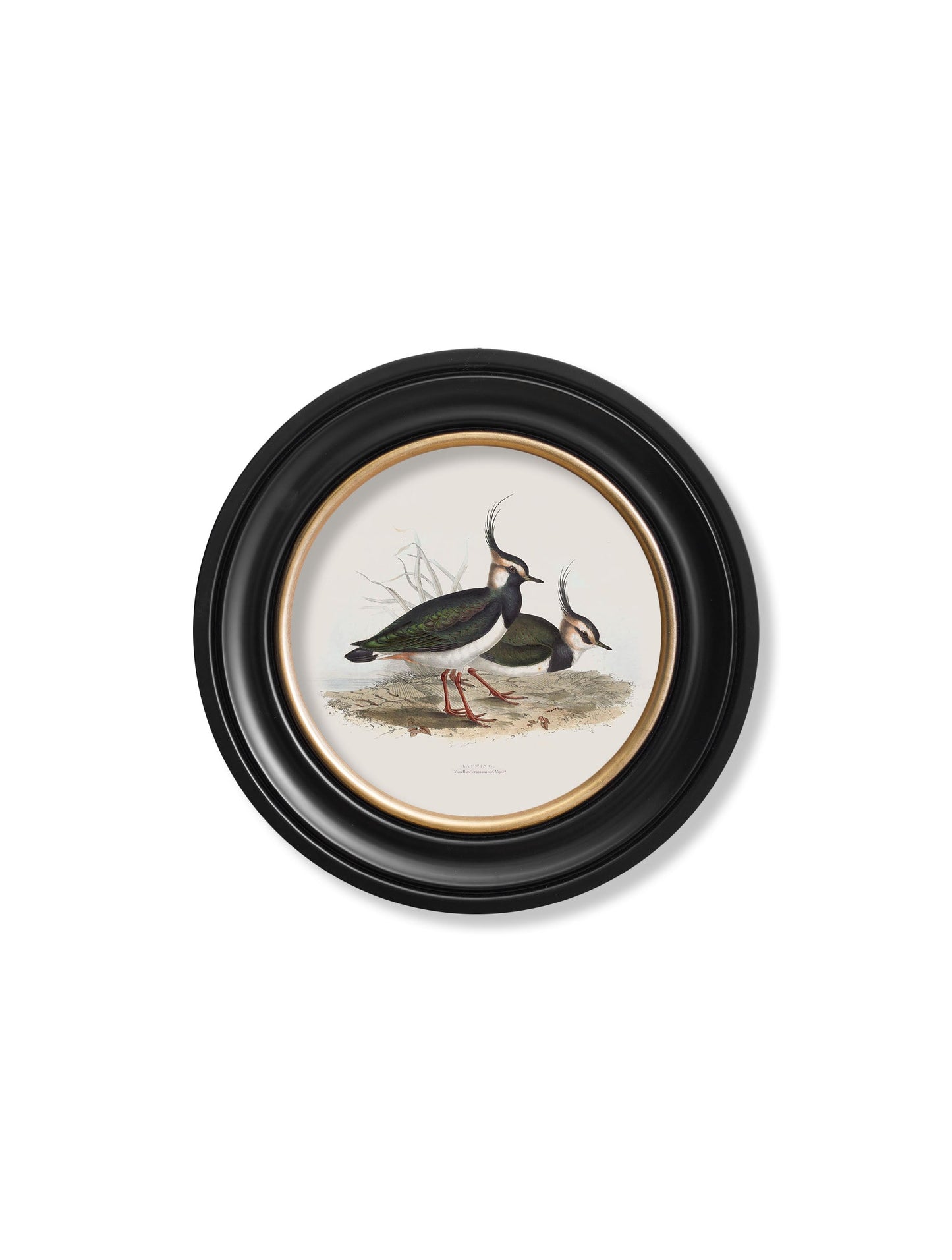 c.1837's British Coastal Birds – Round styled view – Leya Buster Interiors