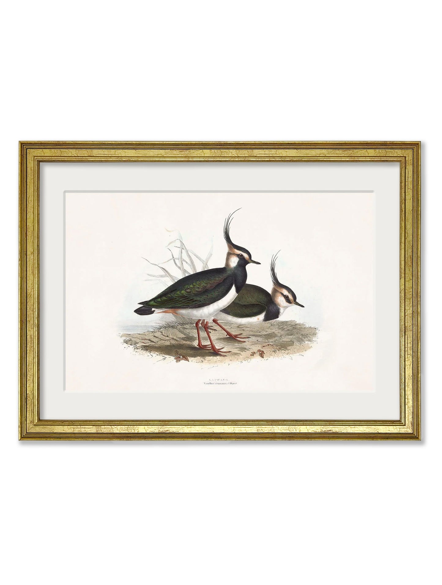 c.1837's British Coastal Birds styled view – Leya Buster Interiors