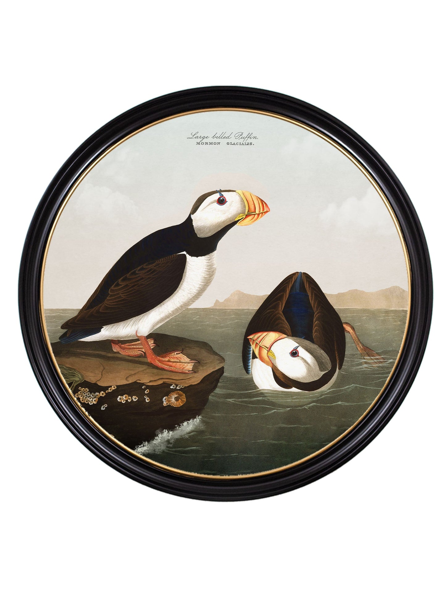 c.1838 Audubon's Puffins – Round Frame styled view – Leya Buster Interiors