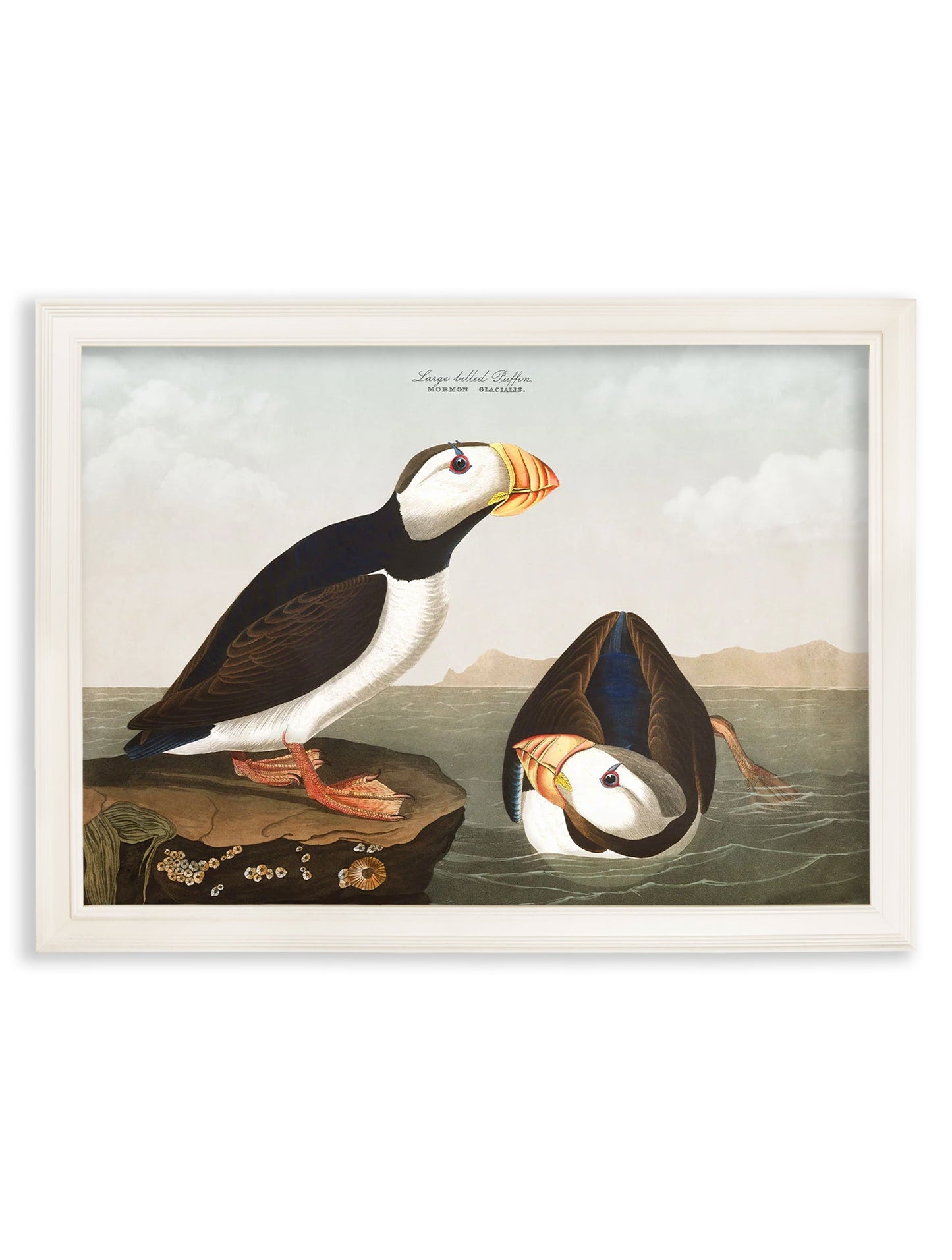 c.1838 Audubon's Puffins styled view – Leya Buster Interiors
