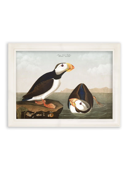 c.1838 Audubon's Puffins styled view – Leya Buster Interiors