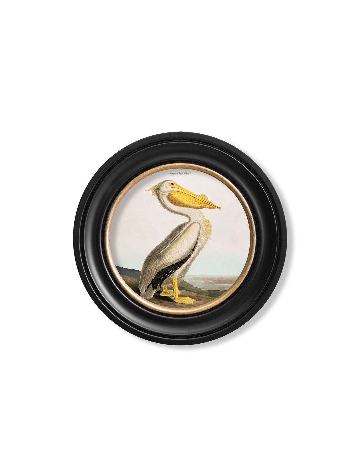 c.1838 Audubon's Pelican – Light – Round Frame styled view – Leya Buster Interiors