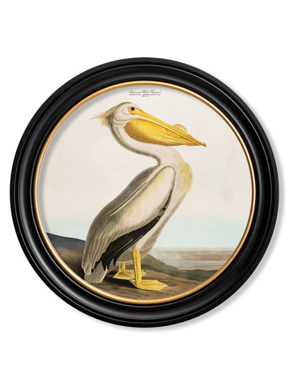 c.1838 Audubon's Pelican – Light – Round Frame detail – Leya Buster Interiors
