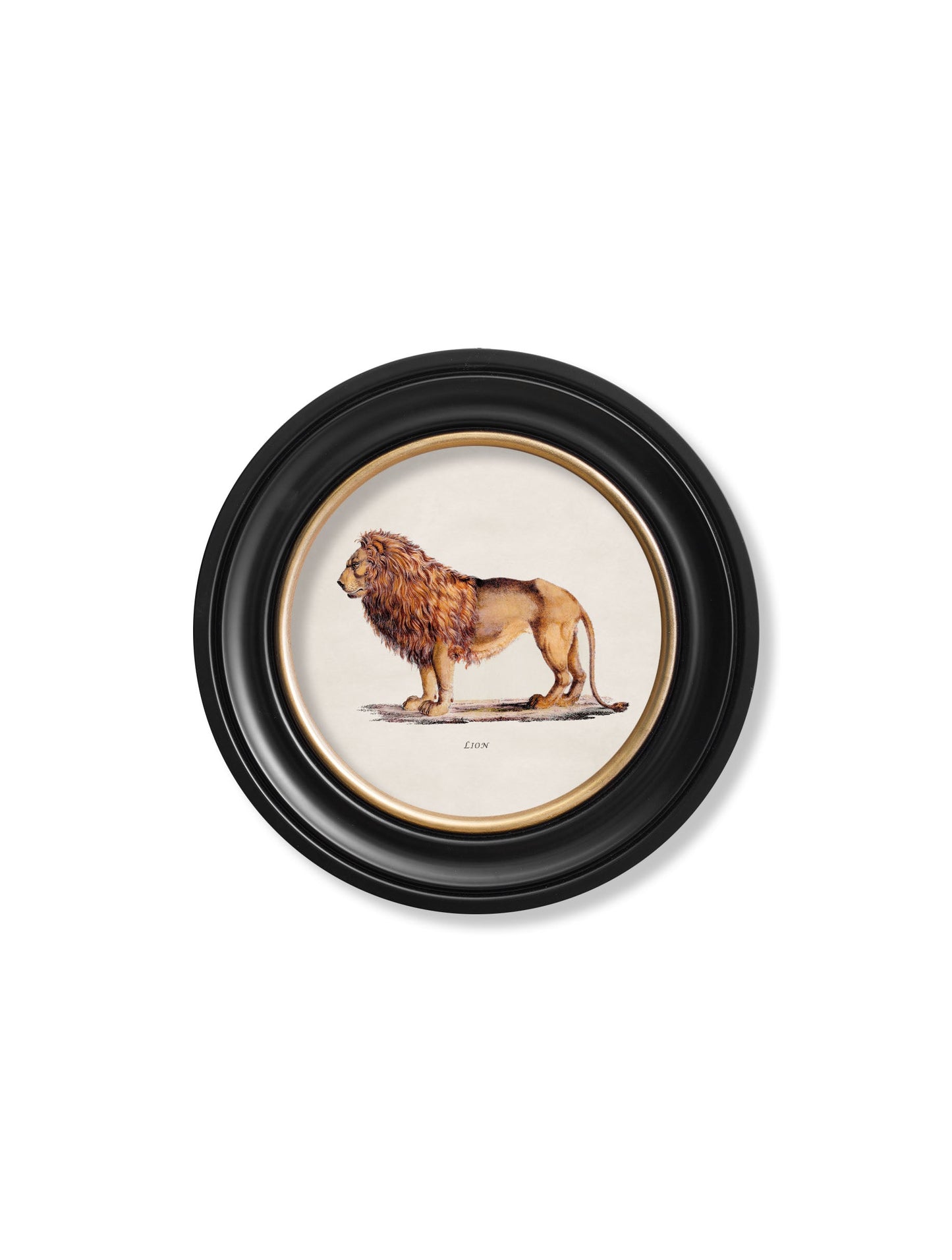 c.1800s Lion & Lioness – Round Frames styled view – Leya Buster Interiors