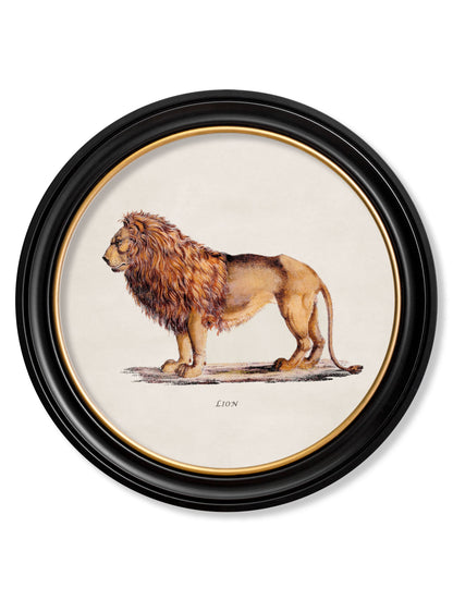 c.1800s Lion & Lioness – Round Frames styled view – Leya Buster Interiors