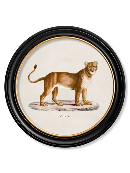 c.1800s Lion & Lioness – Round Frames styled view – Leya Buster Interiors