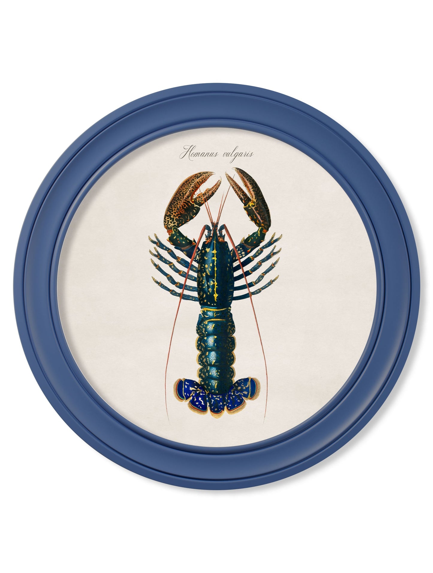 c.1876 Marine Lobster in Round Frames Blue detail – Leya Buster Interiors