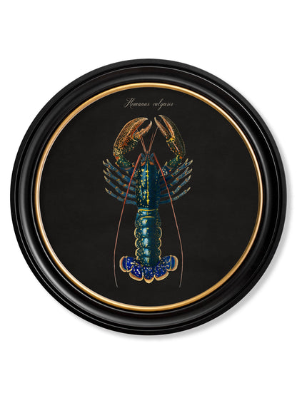 C.1876 Marine Animals in Round Frames – Black styled view – Leya Buster Interiors