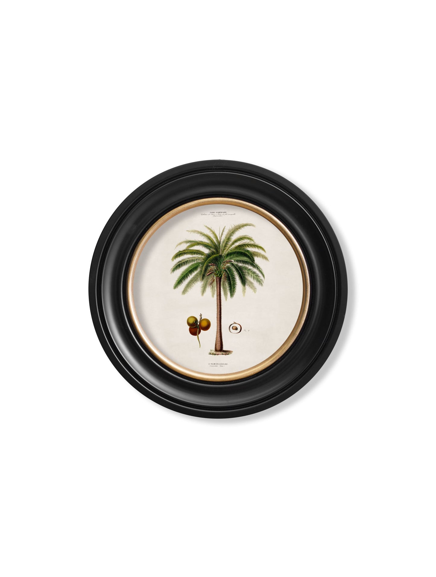 c.1843 Studies of South American Palm Trees in Round Frames styled view – Leya Buster Interiors