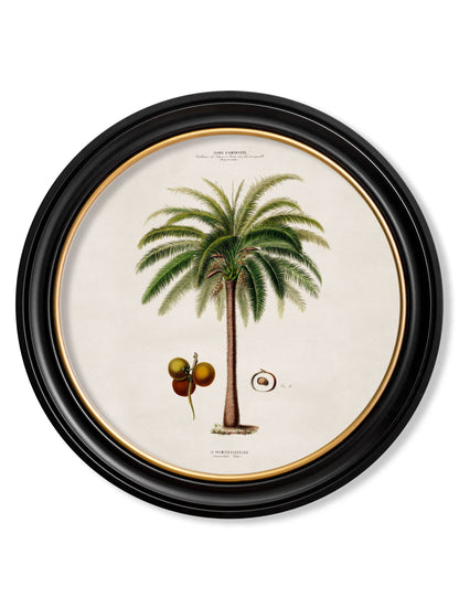 c.1843 Studies of South American Palm Trees in Round Frames styled view – Leya Buster Interiors