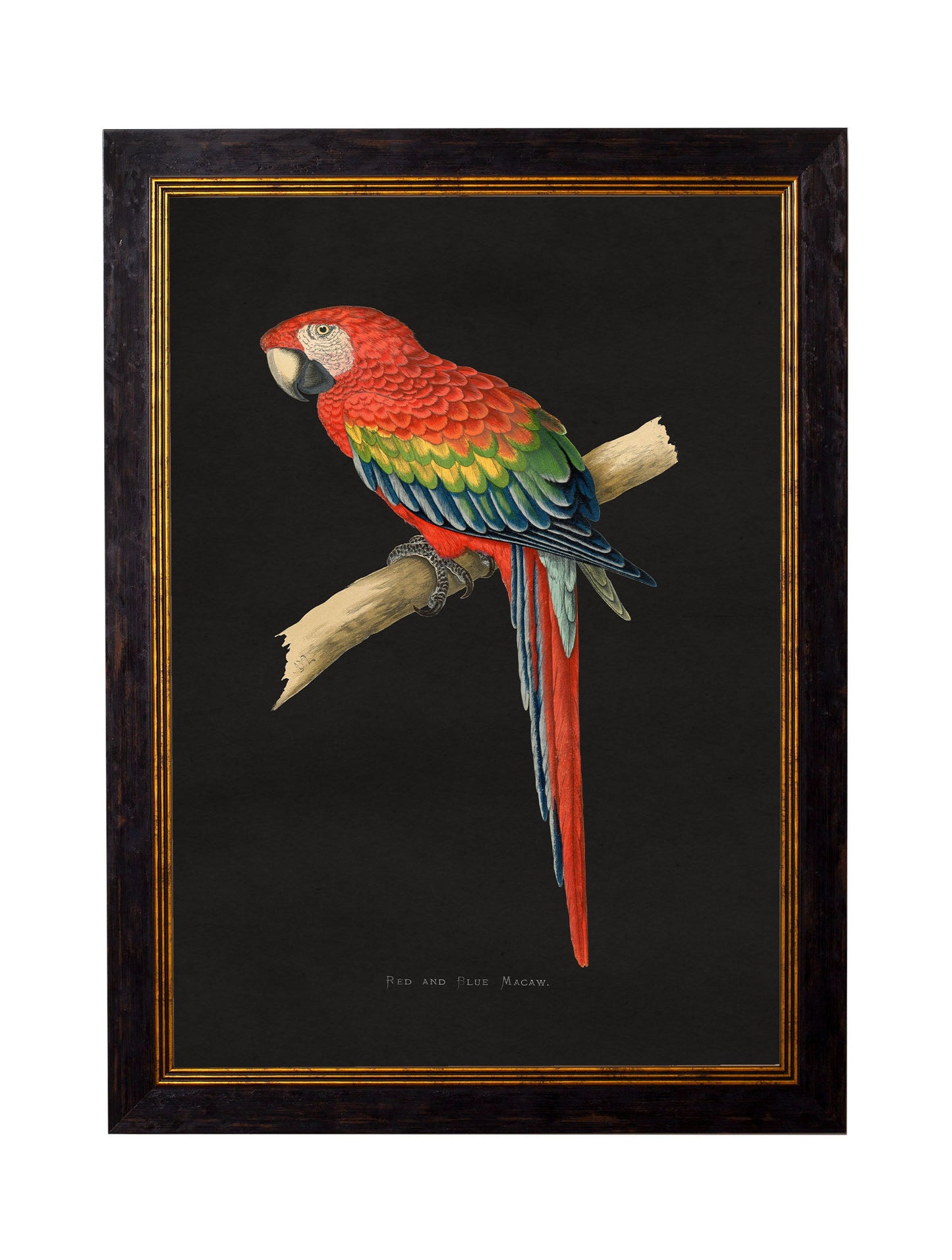 c.1884 Macaws – Dark Background styled view – Leya Buster Interiors