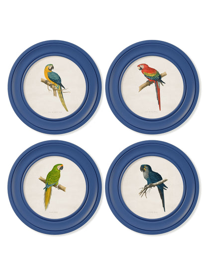C.1884 Collection of Macaws in Round Frames Blue styled view – Leya Buster Interiors