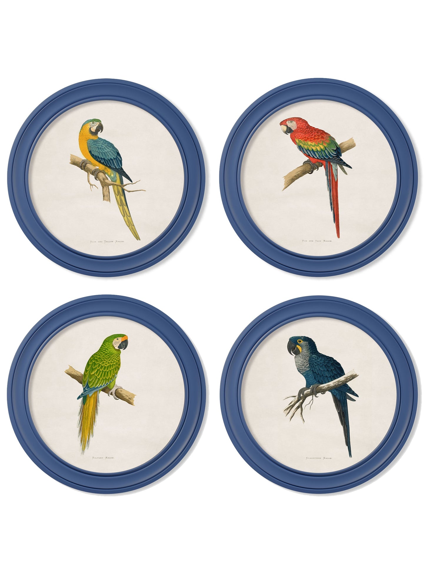 C.1884 Collection of Macaws in Round Frames Blue detail – Leya Buster Interiors