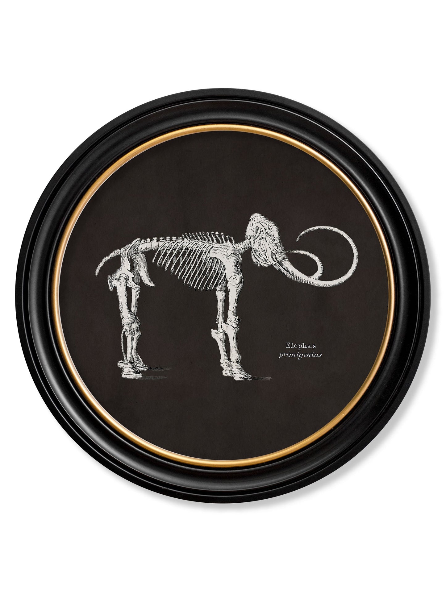 c.1870 Anatomical Skeletons – Dark – Round Frames styled view – Leya Buster Interiors