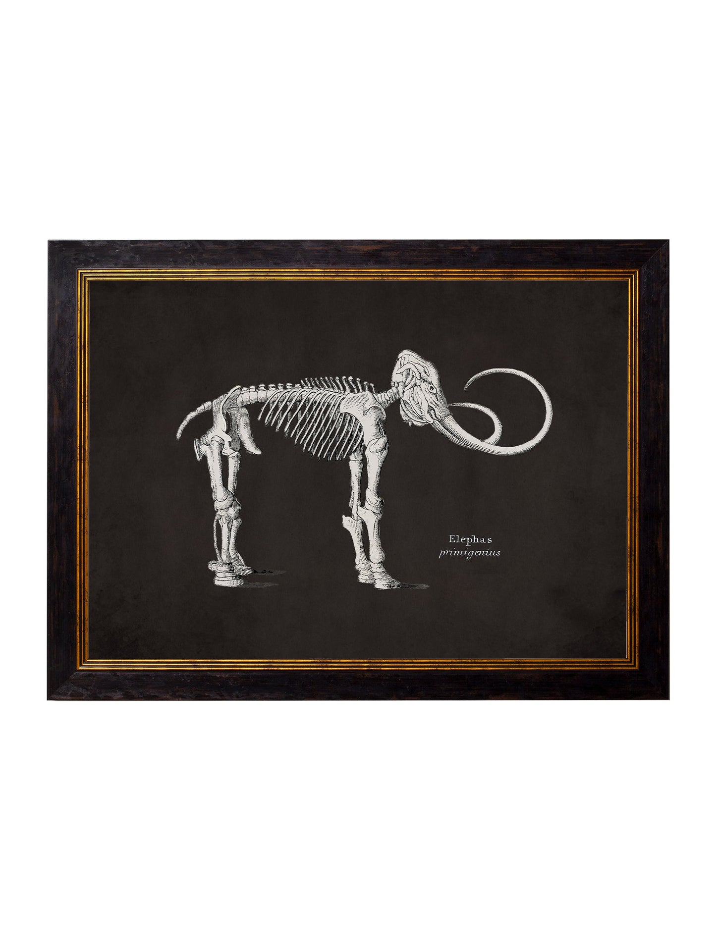 c.1870 Anatomical Skeletons – Dark styled view – Leya Buster Interiors