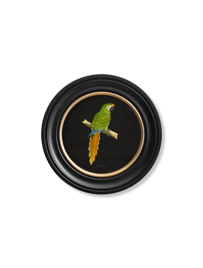 C.1884 Collection of Macaws in Round Frames – Black styled view – Leya Buster Interiors