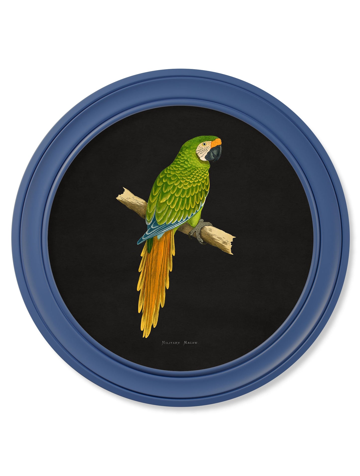 C.1884 Collection of Macaws in Round Frames Blue styled view – Leya Buster Interiors