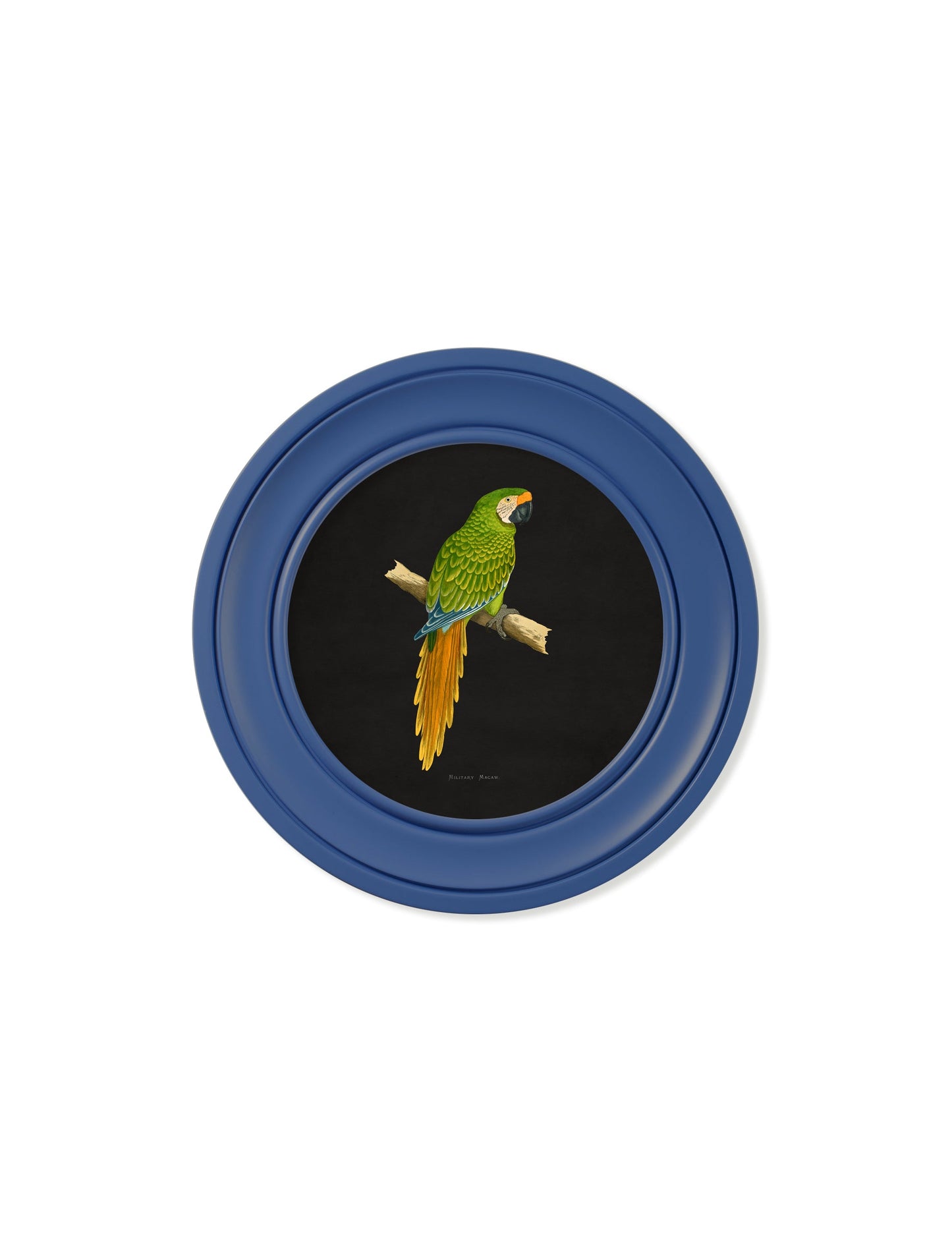C.1884 Collection of Macaws in Round Frames Blue styled view – Leya Buster Interiors
