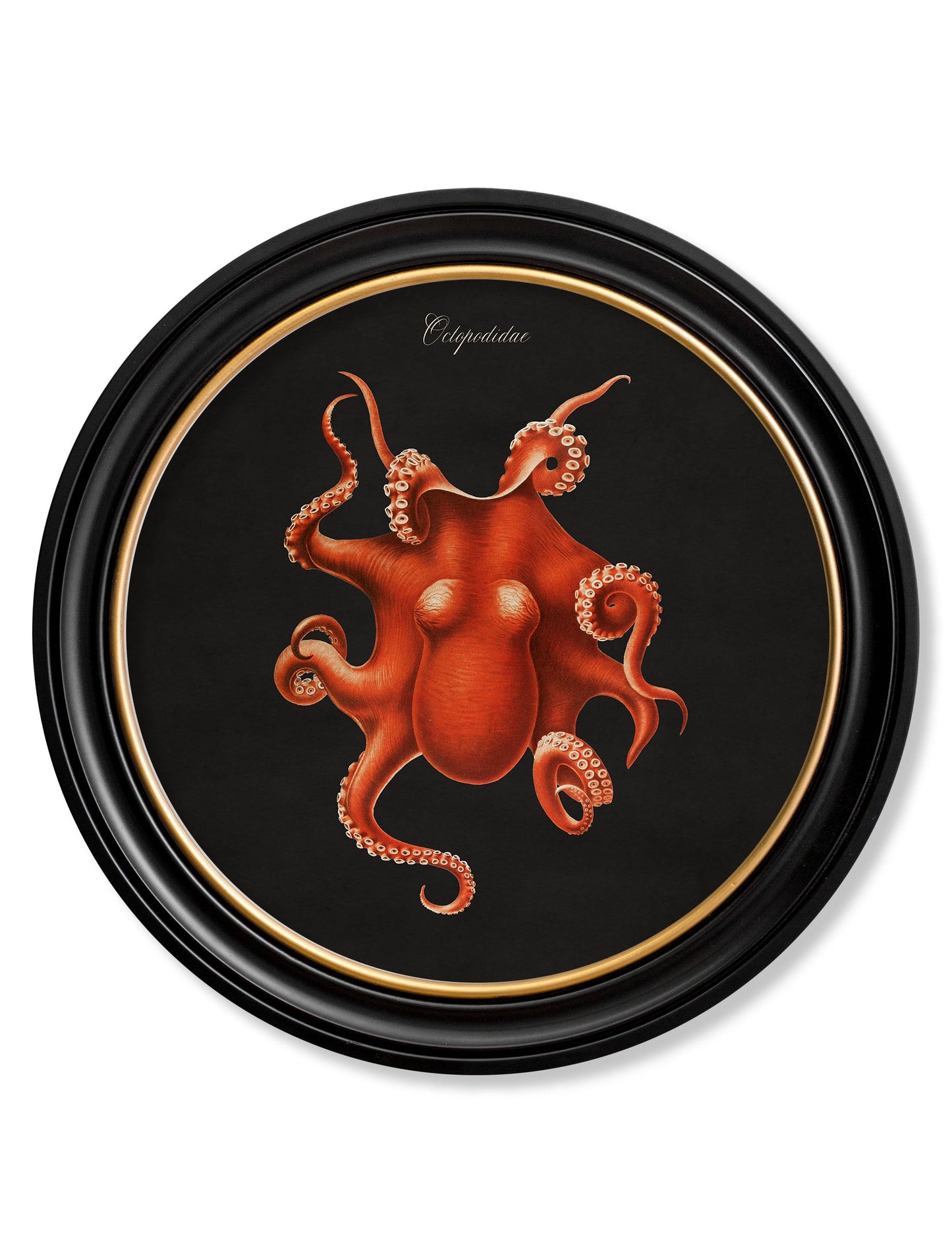C.1876 Marine Animals in Round Frames – Black styled view – Leya Buster Interiors