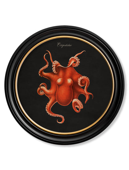 C.1876 Marine Animals in Round Frames – Black styled view – Leya Buster Interiors
