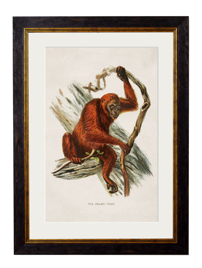 c.1910 Collection of Primates styled view – Leya Buster Interiors