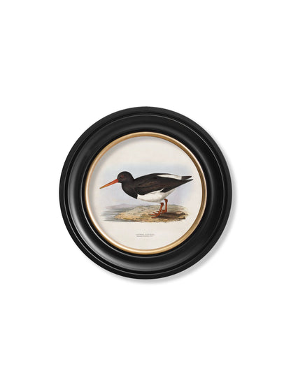 c.1837's British Coastal Birds – Round styled view – Leya Buster Interiors
