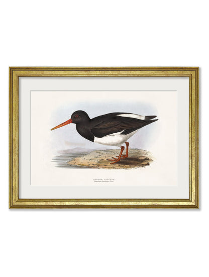 c.1837's British Coastal Birds styled view – Leya Buster Interiors