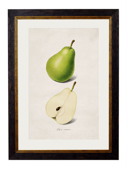 c.1886 Studies of Fruit styled view – Leya Buster Interiors