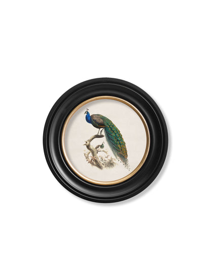 c.1800s Peacock in Round Frame styled view – Leya Buster Interiors
