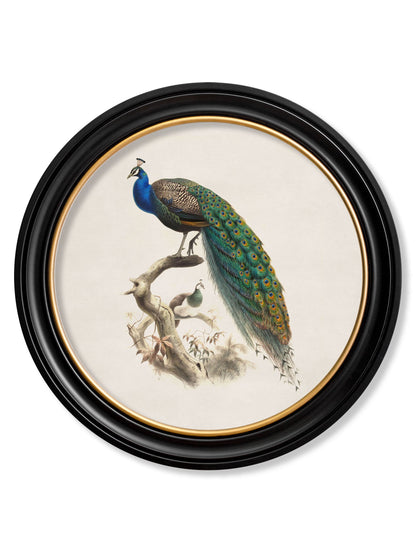 c.1800s Peacock in Round Frame detail – Leya Buster Interiors