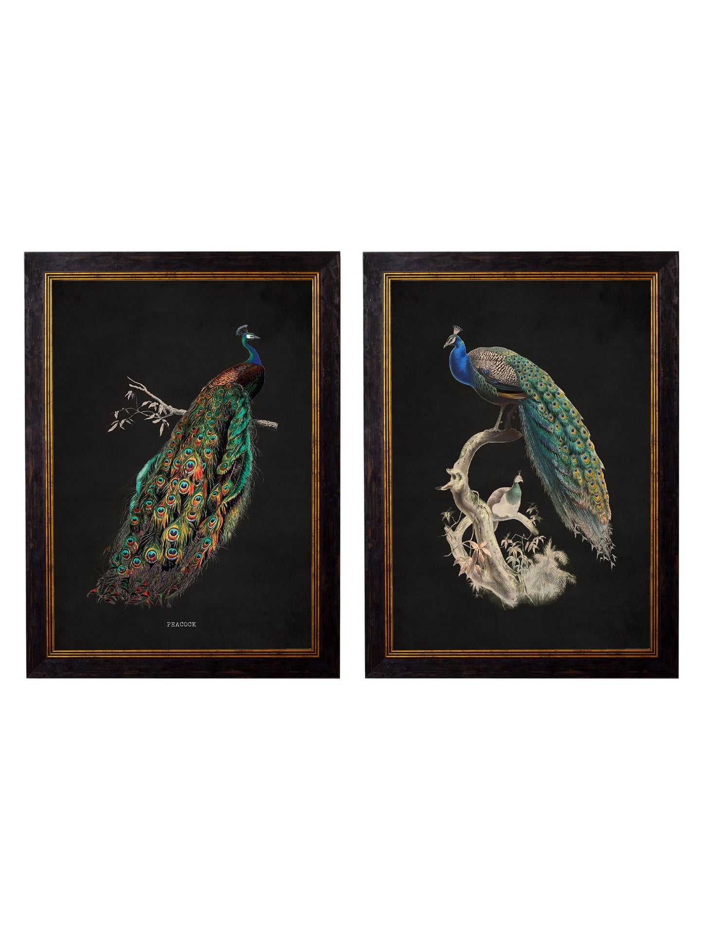c.1847 Peacocks – Dark detail – Leya Buster Interiors