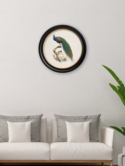 c.1800s Peacock in Round Frame – framed wall art at Leya Buster Interiors