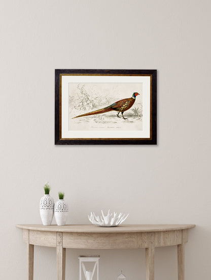 c.1850's Pheasant – Oxford Frame – framed wall art at Leya Buster Interiors