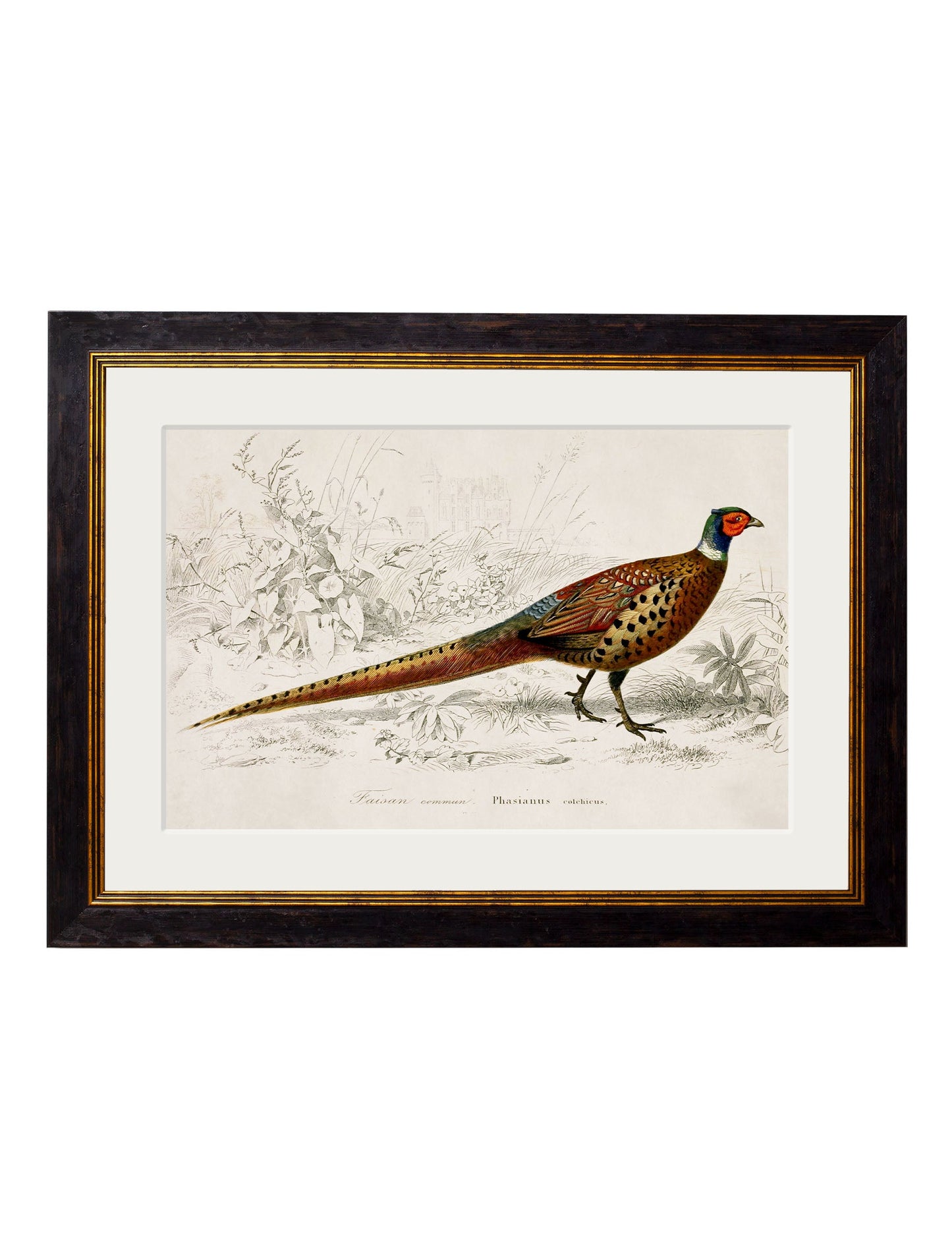 c.1850's Pheasant – Oxford Frame detail – Leya Buster Interiors