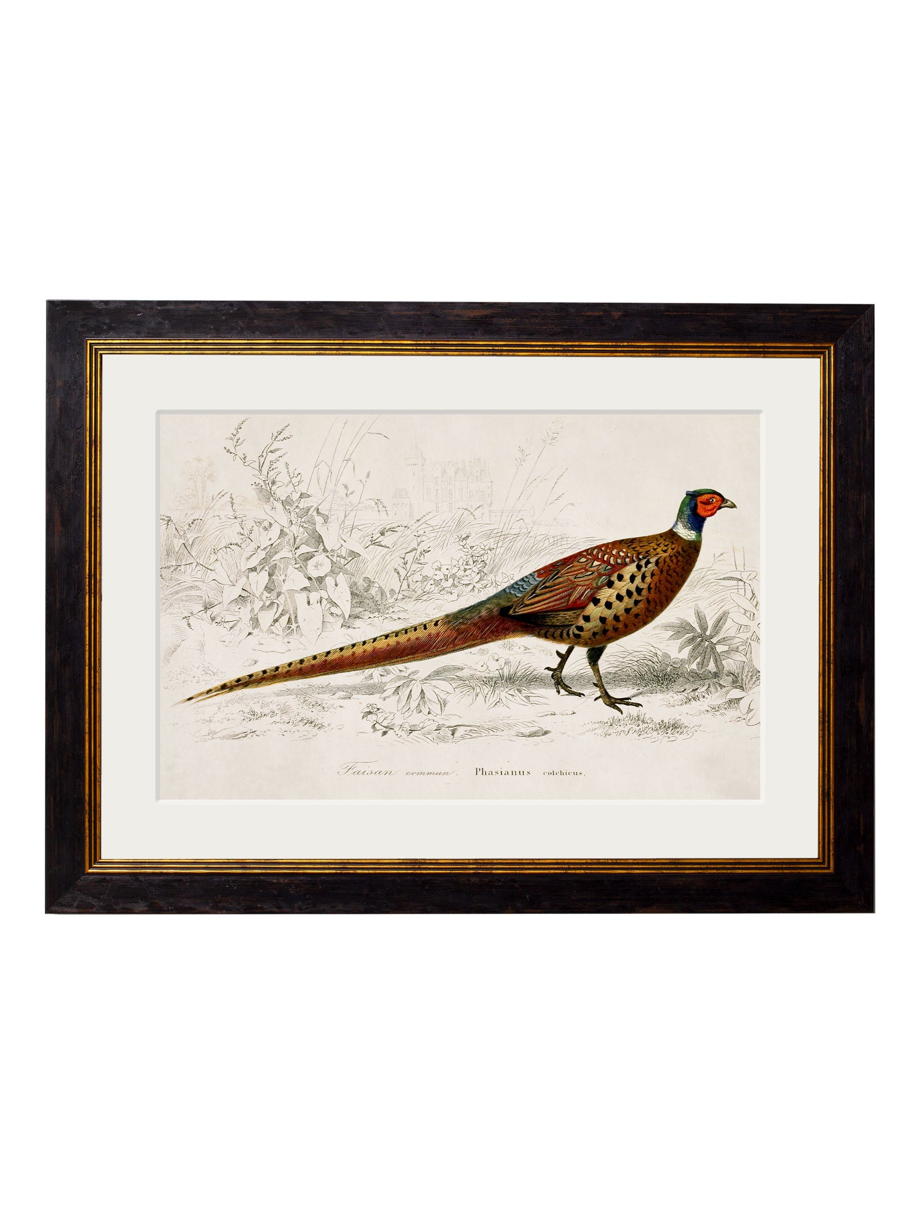 c.1850's Pheasant – Oxford Frame detail – Leya Buster Interiors