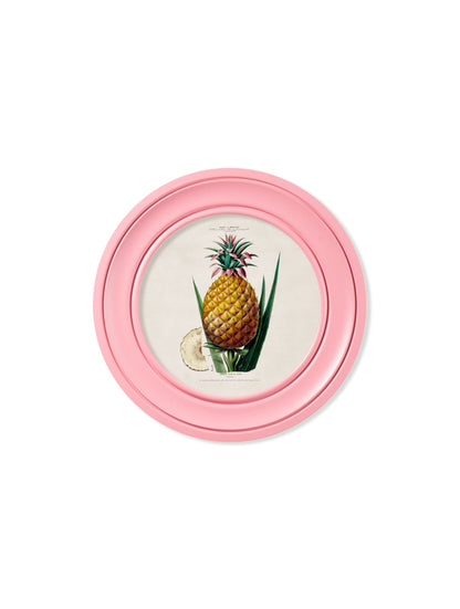 c.1843 Pineapple Plant – Round Frame Pink – framed wall art at Leya Buster Interiors