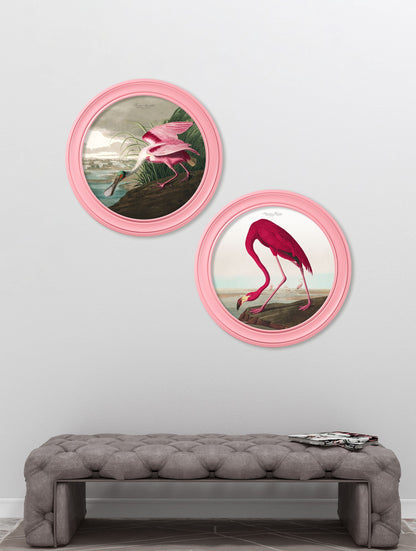 c.1838 Audubon's Spoonbill in Pink Frame – framed wall art at Leya Buster Interiors