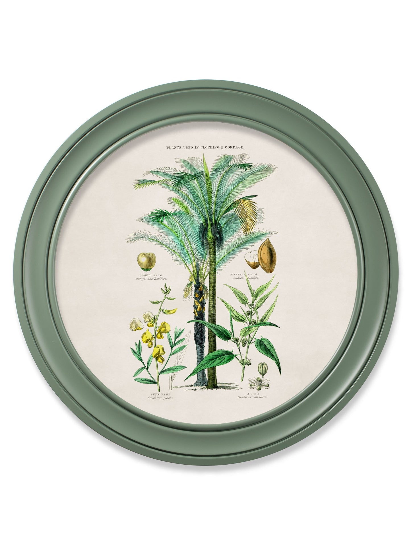 c.1877 Tropical Plants Used as Food and Clothing – Round Frame Green styled view – Leya Buster Interiors